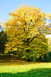公园中的黄树木头场景时间自然光森林绿色季节人行道阳光树叶图片
