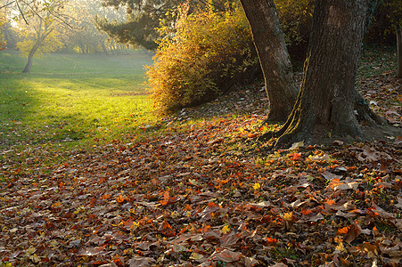 公园的秋光绿色场地场景木头森林阳光叶子树叶季节枫树图片