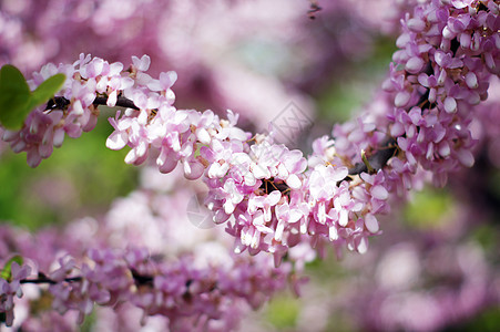 在考卡的紫罗兰开花 切思硅水栽培厂附近天空紫荆花公园紫色紫荆宏观季节叶子植物群环境图片