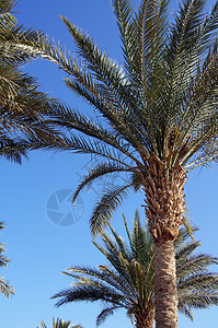 热带海滩 太阳雨伞和棕榈海洋海岸线遮阳棚天堂假期旅行阴影娱乐珊瑚椅子图片