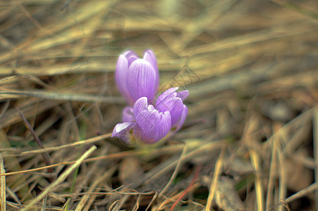 初春花 林木中的蓝花朵红花生长植物生存紫色植物群花粉植物学力量季节图片