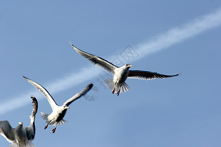 鸟海鸥渔夫地标海洋鸟类游客飞行农田港口工作芭蕾舞图片