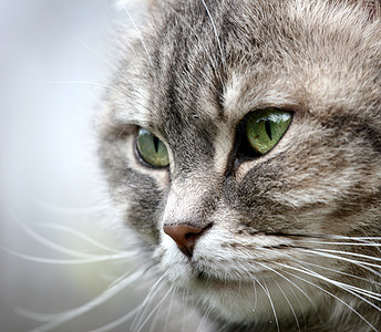 猫咪灰色猫科动物小猫眼睛捕食者头发鼻子胡子耳朵动物图片