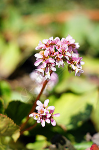 Corydalis 第一朵春花花瓣美丽季节植物阳光叶子胡索紫色晴天生态图片