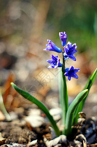 在森林中紧闭蓝木瓜里花紫色晴天植物学种子杏仁生长野花花园蓝色紫丁香图片