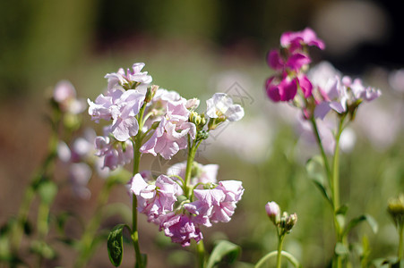 Corydalis 第一朵春花美丽季节紫色公园阳光花园花瓣植物群环境植物图片