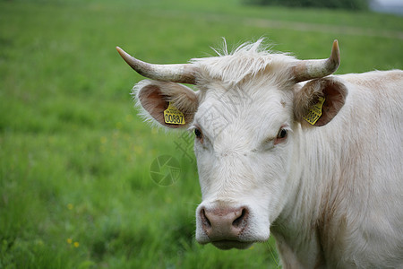 丹麦奶牛绿色动物草地农业农村哺乳动物牧场田园图片