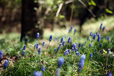 一种muscari 纤维树花 或通常称为葡萄生长绿色紫色太阳季节花朵花瓣树叶花园植物图片