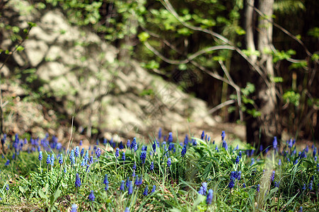 一种muscari 纤维树花 或通常称为葡萄树叶园艺生长植物花束季节蓝色花朵紫色花瓣图片