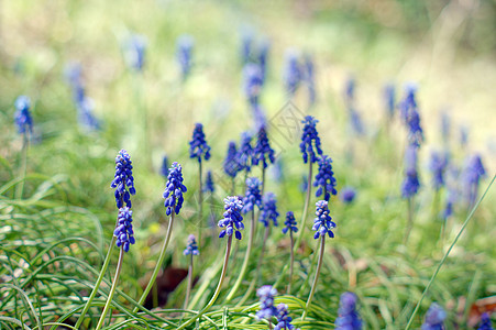 一种muscari 纤维树花 或通常称为葡萄树叶太阳花瓣生长花束蓝色植物园艺花朵绿色图片