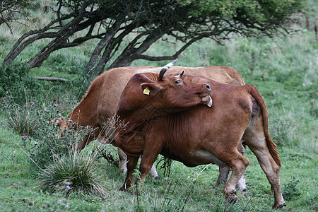 丹麦奶牛田园绿色动物草地农业农村哺乳动物小牛牧场图片