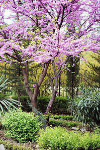 在考卡的紫罗兰开花 切思硅水栽培厂附近天空季节叶子花园环境宏观植物紫色蓝色紫荆花图片