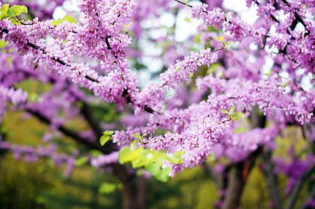 在考卡的紫罗兰开花 切思硅水栽培厂附近硅藻紫荆花植物群晴天蓝色花园天空叶子季节紫色图片