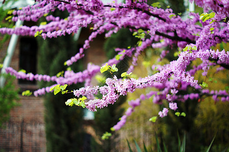 在考卡的紫罗兰开花 切思硅水栽培厂附近季节公园晴天紫色硅藻天空紫荆花蓝色叶子紫荆图片