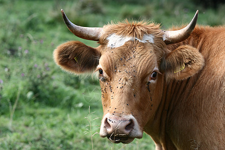 丹麦奶牛动物草地绿色田园农业哺乳动物牧场农村图片