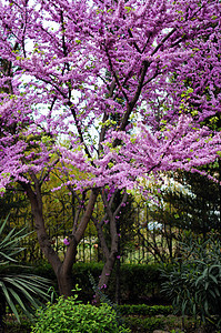 在考卡的紫罗兰开花 切思硅水栽培厂附近紫色蓝色宏观紫荆天空季节环境植物花园公园图片