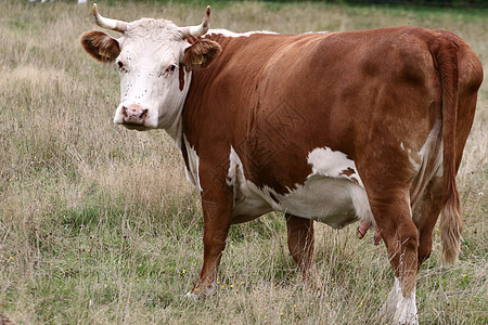 丹麦奶牛农业草地田园农村哺乳动物绿色牧场动物图片