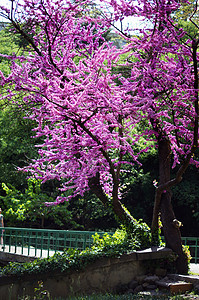在考卡的紫罗兰开花 切思硅水栽培厂附近植物群花园季节紫荆天空植物宏观紫荆花紫色公园图片
