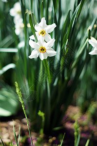 特写花园中的白水仙花花图片