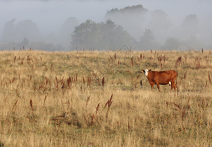 雾中的丹麦奶牛农业小牛黄色牧场田园晴天哺乳动物太阳草地动物图片
