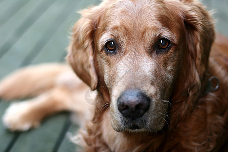 狗狗金色寻金器眼睛动物宠物手表犬类图片
