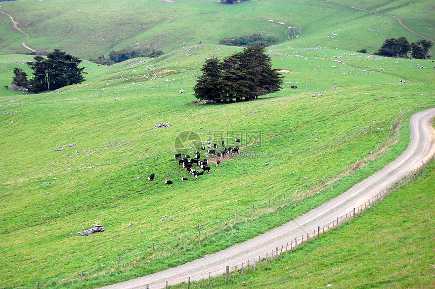 农村地区农田用地上的石灰路和奶牛图片