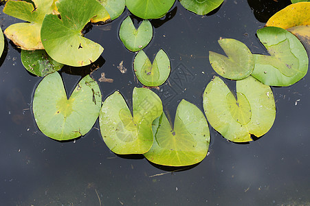 Lily在池塘里的水滴芽 在自由叶子中粉色绿色百合花瓣植物学漂浮植物群美丽植物软垫图片