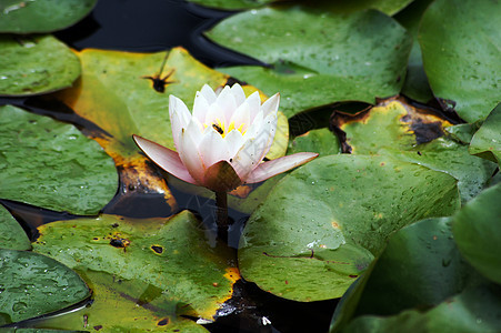 Lily在池塘里的水滴芽 在自由叶子中绿色百合植物群花瓣粉色美丽植物软垫漂浮植物学图片