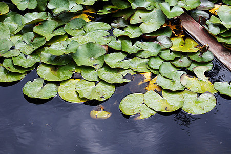 Lily在池塘里的水滴芽 在自由叶子中美丽软垫漂浮植物植物群粉色绿色百合花瓣植物学图片