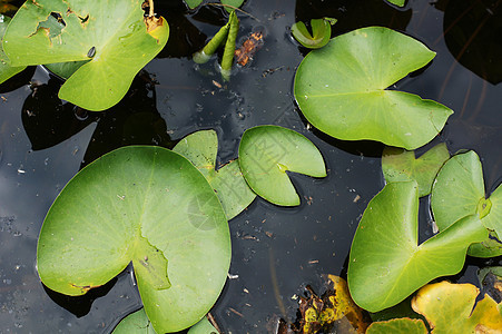 Lily在池塘里的水滴芽 在自由叶子中绿色植物花瓣百合软垫漂浮粉色植物学植物群美丽图片