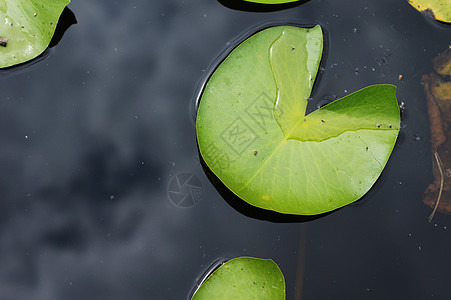 Lily在池塘里的水滴芽 在自由叶子中植物学植物群漂浮软垫粉色美丽植物百合绿色花瓣图片