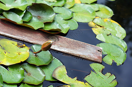 Lily在池塘里的水滴芽 在自由叶子中美丽粉色植物群植物绿色花瓣百合植物学软垫漂浮图片
