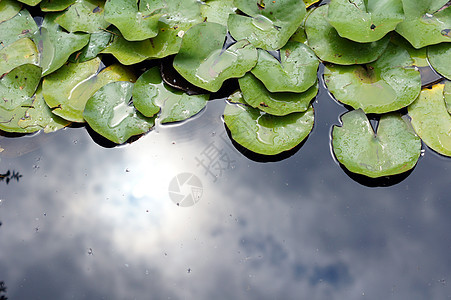 Lily在池塘里的水滴芽 在自由叶子中漂浮植物百合植物群绿色粉色植物学美丽花瓣软垫图片