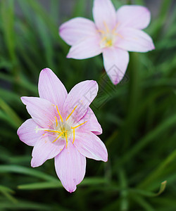 特写花园的花朵 以收割草百合花美丽午睡伞形香味环境百合植物学园艺叶子植物群图片