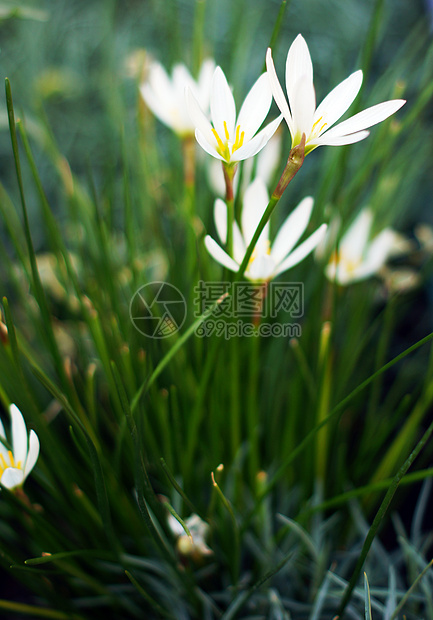 特写花园的花朵 以收割草百合花香味伞形叶子植物群植物百合园艺植物学环境美丽图片