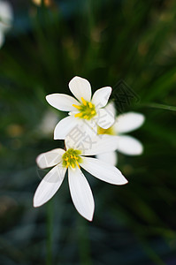 特写花园的花朵 以收割草百合花植物学伞形美丽环境植物群植物叶子园艺午睡香味图片