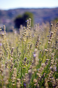 拉凡德植物的田地 有花朵花园香味芳香香水疗法场地熏衣草植物群紫色农村图片