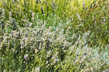 拉凡德植物的田地 有花朵孩子紫色天空蓝色熏衣草香气香水收成植物群香味图片