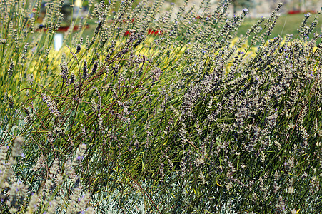 拉凡德植物的田地 有花朵场地芳香蓝色农村天空植物群熏衣草薰衣草孩子香气图片