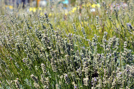 拉凡德植物的田地 有花朵场地香味熏衣草农村紫色植物群收成草本植物芳香蓝色图片