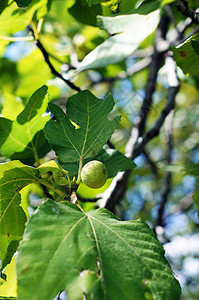 树上无花果实的缝合生长甜点饮食味道花园果汁营养植物学水果宏观图片
