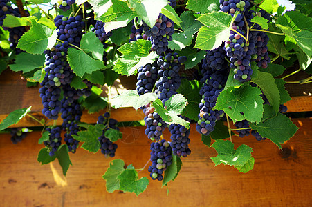紧紧关上一帮红葡萄 在温多尔德紫色营养酒厂收成藤蔓食物黑色葡萄园生物图片