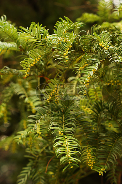 秋天特写年轻的分支植物群森林花园叶子绿色鳞片状园艺衬套环境芳香图片