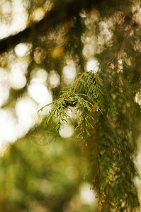 秋天特写年轻的分支植物群园艺崖柏柏科针叶绿色枝条森林荒野衬套图片