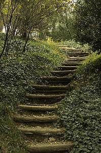 秋季风景 第比利斯植物园的公路国家季节木头农村路线公园橙子森林金子环境图片