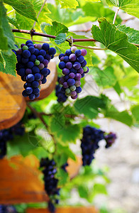 紧紧关上一帮红葡萄 在温多尔德食物红色藤蔓营养收成黑色紫色生物葡萄园水果图片