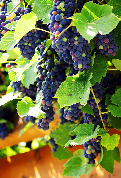 紧紧关上一帮红葡萄 在温多尔德收成营养水果黑色藤蔓食物红色葡萄园生物紫色图片