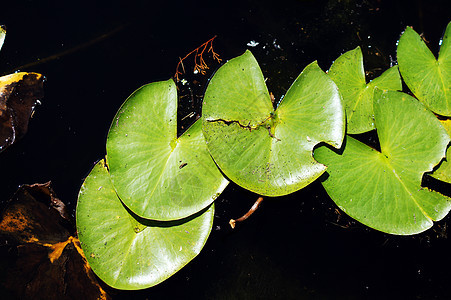 Lily在池塘里的水滴芽 在自由叶子中植物学花瓣植物群粉色美丽漂浮软垫绿色百合植物图片