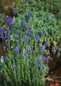 开花的田地拉瓦德植物场地草本植物蓝色植物群香水花园香气紫色薰衣草农村图片