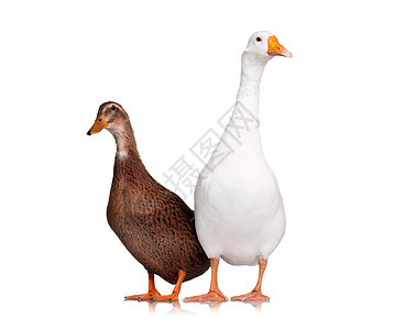 鸭和鹅野生动物动物宠物羽毛家禽橙子小鹅工作室生物家畜图片